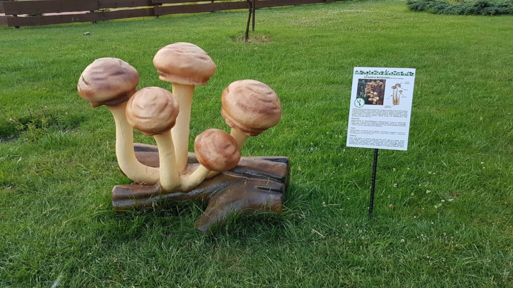 grzyb XXL figury tematyczne, ścieżki edukacyjne - fiberglass 3d mushroom decorations