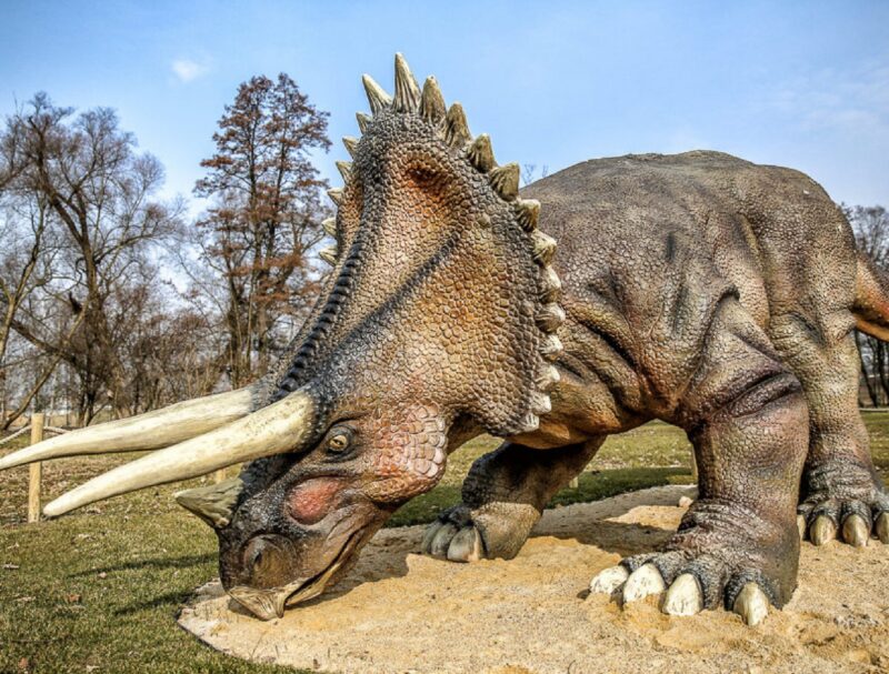 Realistyczny Triceratops w skali 1:1 - Producent Dinozaurów XXL, Giant Dinosaur Statues Manufacturer Malpol Lubin