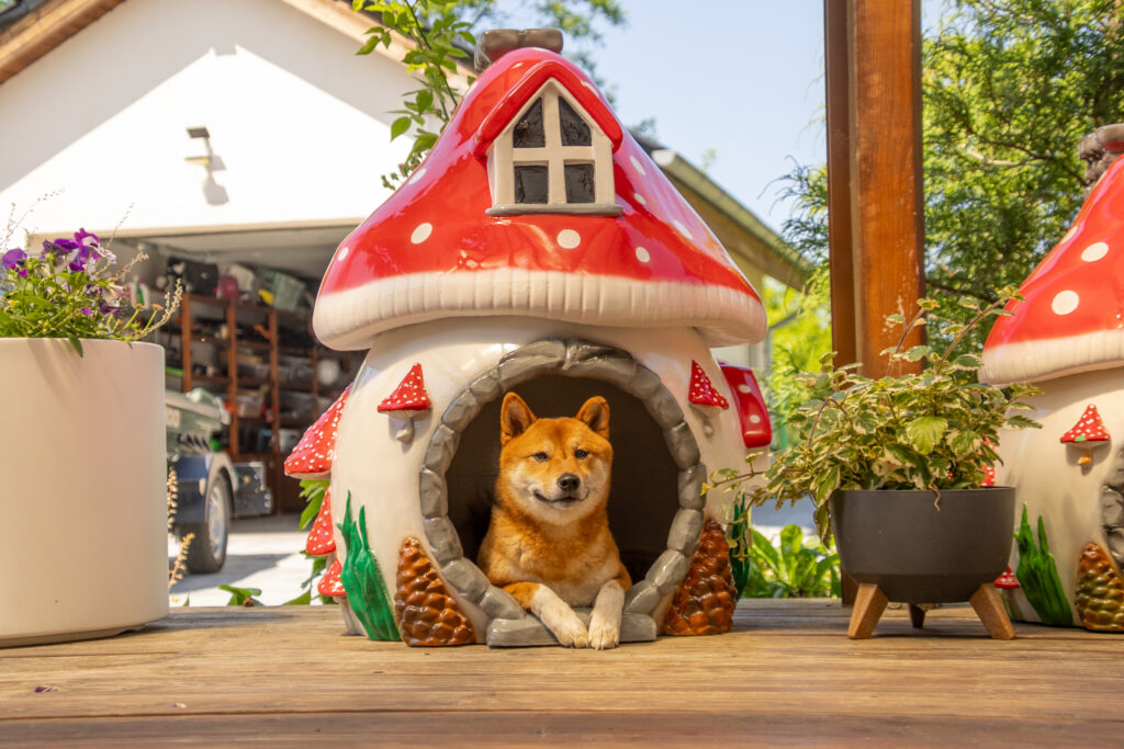 Ekskluzywny domek dla psa w kształcie muchomora - designerskie schronienie dla rasy Shiba Inu od Design4Pets. Luksusowe legowisko ogrodowe z fiberglassu.